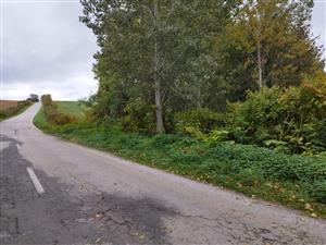 Radošina, Fallopia x bohemica, výskyt na lokalite.