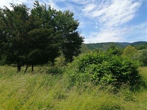 Výskyt Fallopia pri CHS tise