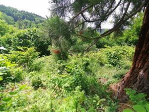 Výskyt Fallopia pri CHS sekvojovec