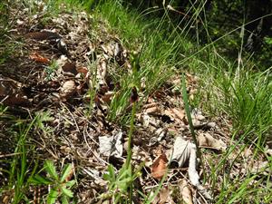 Ophrys insectifera, výskyt na lokalite