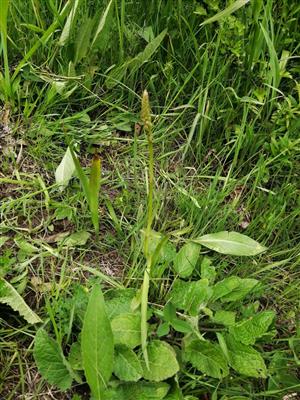 Výskyt na lokalite. 