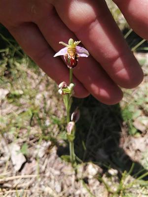 Detailnejší záber na jedinca