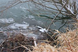 Stolec, na ktorom bol bobor aktívny cez deň