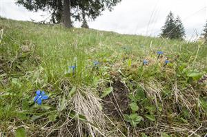 Gentiana verna