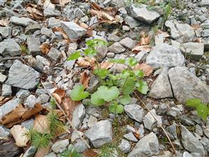Saxifraga rotundifolia