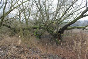 Čiližský potok, zbytok pôvodného koryta - interiér