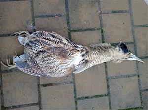 bučiak trsťový (veľký)