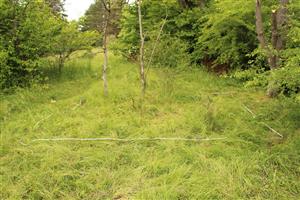 TMP Ostrovné lúčky