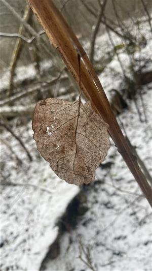 pohánkovec japonský