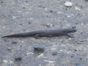 Triturus dobrogicus - samica