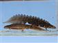 Lissotriton vulgaris