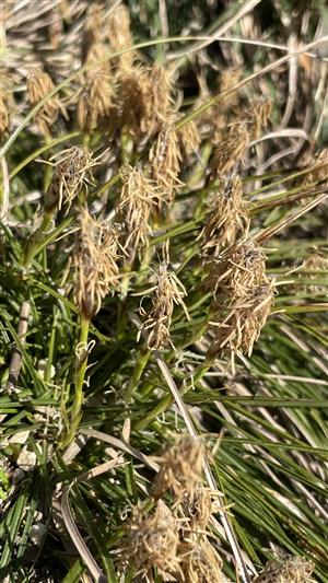 Carex humulis