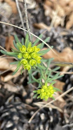 Euphorbia cyparissias (syn.)