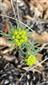 Euphorbia cyparissias (syn.)