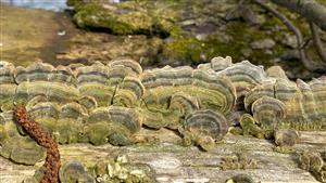 trúdnikovec pestrý