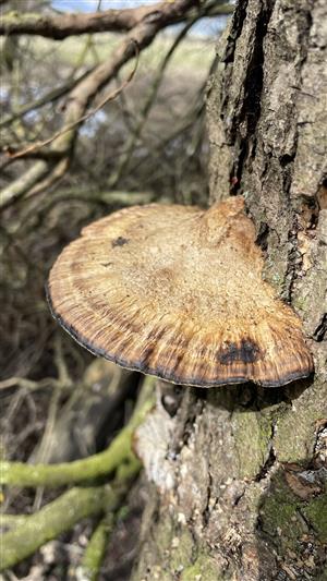 sietkovcek cervenkastý