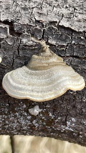 trúdnikovec chlpatý