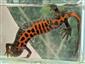 Triturus dobrogicus