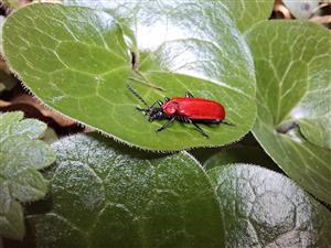 Pyrochroa coccinea (Linnaeus, 1761)