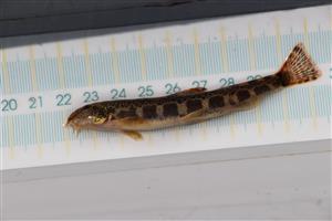 Saba