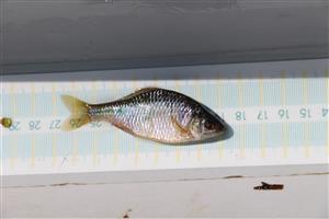 Rhodeus s. amarus