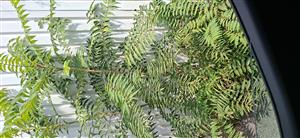 Ailanthus_altissima_Vajnorska105_BA