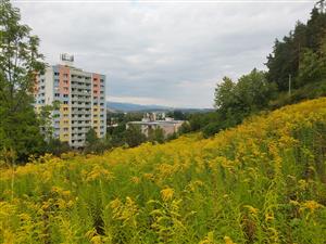 Solidago_canadensis_Hviezdoslavova_BB_2