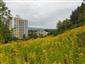 Solidago_canadensis_Hviezdoslavova_BB_2
