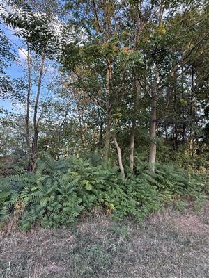 Ailanthus_altissima_Koniarovce