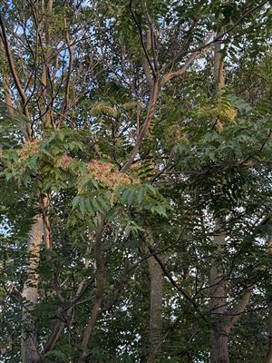 Ailanthus_altissima_Koniarovce2