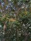 Ailanthus_altissima_Koniarovce2