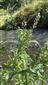 Veronica anagalis-aquatica agg.