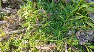 ludvigia mociarna