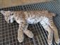 Lynx lynx