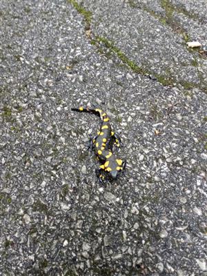 Salamandra škvrnitá