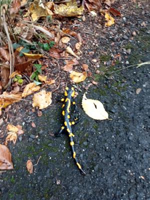 Salamandra škvrnitá