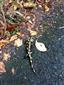 Salamandra škvrnitá