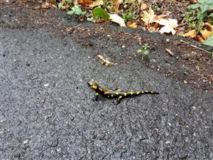 Salamandra škvrnitá