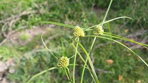 Cyperus michelianus (syn.)