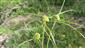 detail Cyperus michelianus