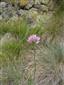 Allium montanum (syn.)