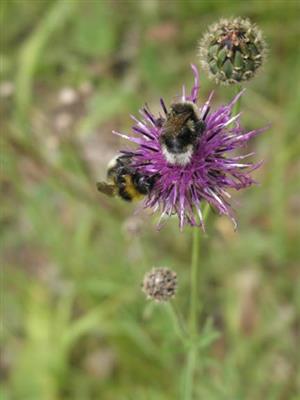 Centaurea oxylepis subsp. macroptylon (syn.)