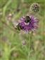 Centaurea oxylepis subsp. macroptylon (syn.)
