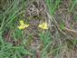 Iris_humilis_subsp_Arenaria