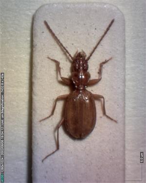Duvalius hungaricus