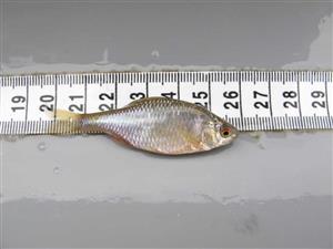 rhodeus sericeus