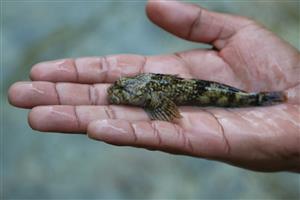 Cottus gobio