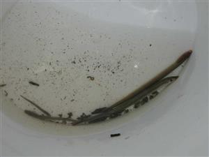 lampetra_planeri