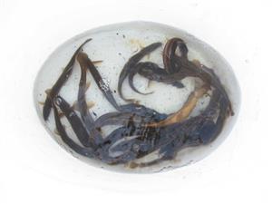 misgirnus fossilis