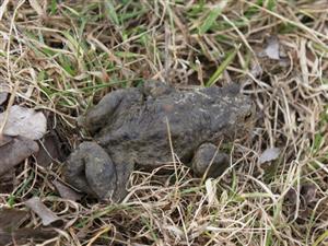 Bufo bufo